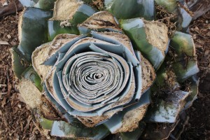 A harvested blue agave shows the patterns leaves leave
