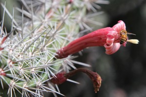 A bumblebee digs deep for a feast at the Kapiolani Community College Cactus Garden