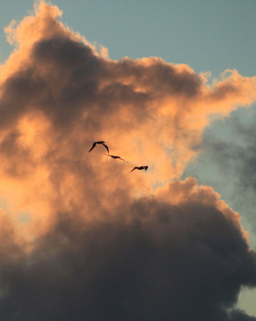 Three birds are the first to enjoy the sunrise at Lanikai Beach