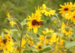 A butterfly takes a break in a sunflower meadow.