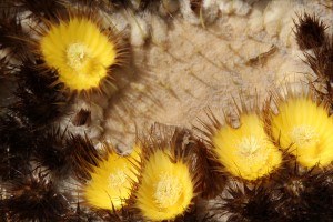 The beauty is in the details, I took a closer look between the spines on this cactus to spot some bright flowers.