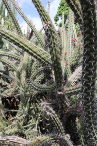 Donʻt take the wrong turn in the KapCC cactus garden, you could end up in a cactus conundrum.