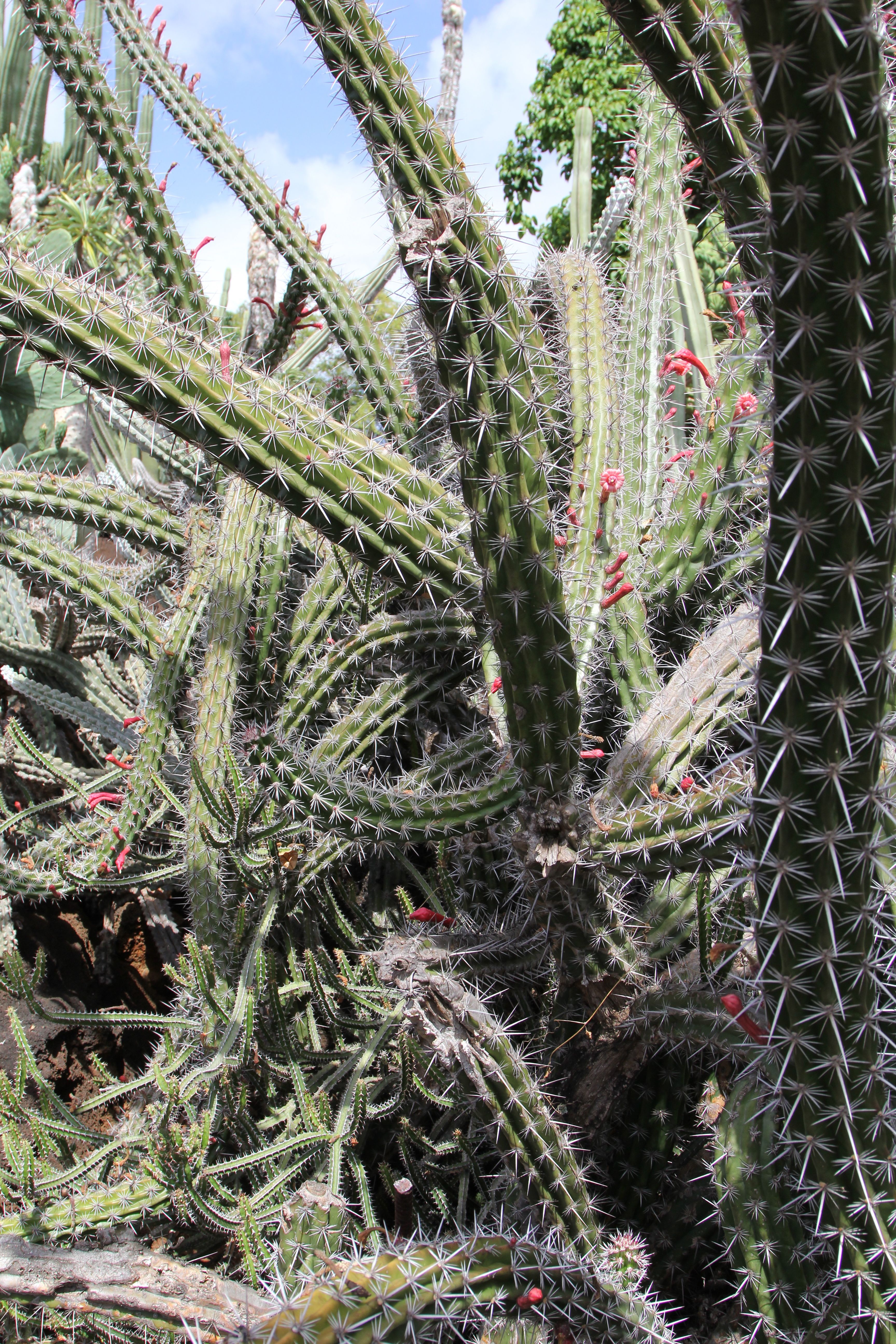 Cactus Conundrum
