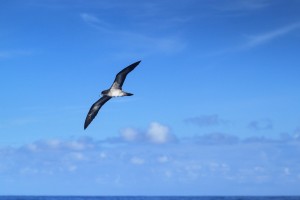 A sea bird flys over my head just before I dive in to swim with 8 Galapagos Sharks.