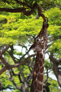 A giraffe at the Honolulu Zoo reaches up for a tasty treat.