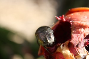 A beetle emerges from a hole in the fruit. Photo: Hanul Seo/Kapiʻo