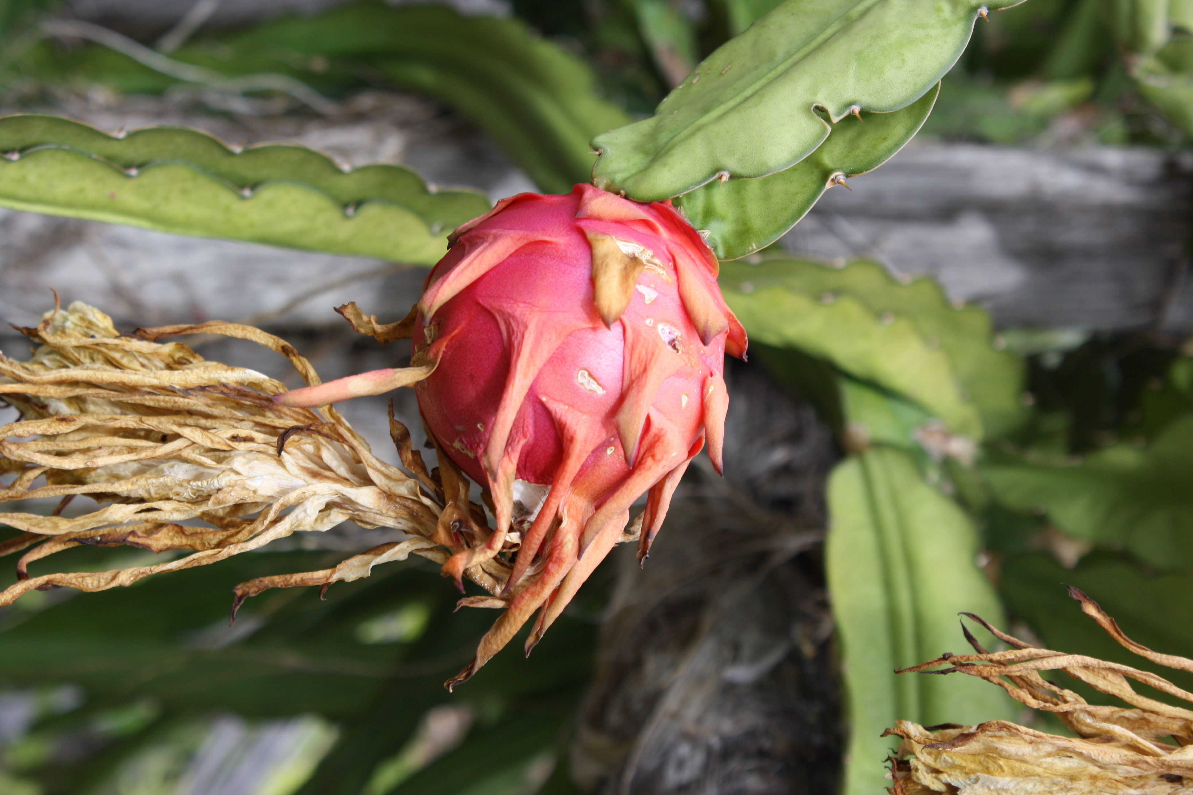 This campus is edible: dragon fruit