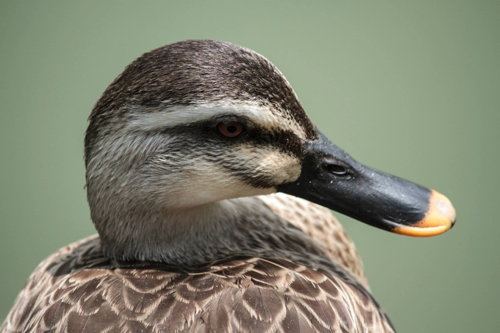 Took a close-up picture of this lonesome duck in Tokyo, Japan. Photo: Devin Takahashi/ Kapi'o.