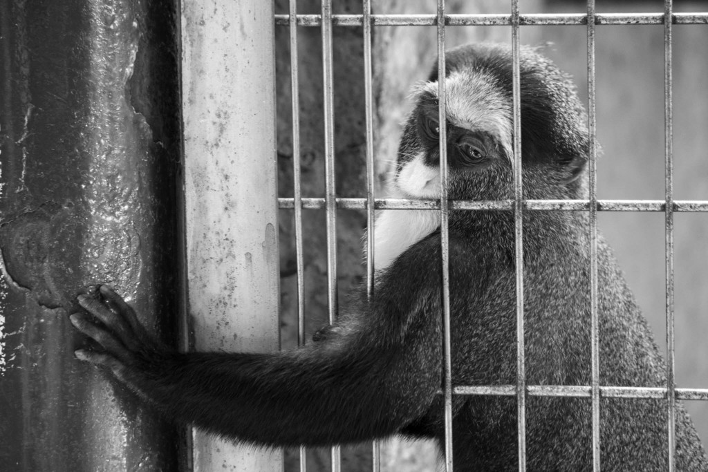 Took a picture of a poor monkey, trying to reach out to someone. On top of that. the monkey also had its birthday that day. Taken at Ueno Zoo, Tokyo, Japan. Photo: Devin Takahashi/ Kapi'o.