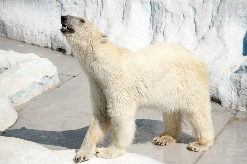 Snapped this picture of a polar bear looking hot in the summer heat and humidity. Taken at Ueno Zoo, Tokyo, Japan. Photo: Devin Takahashi/ Kapi'o.