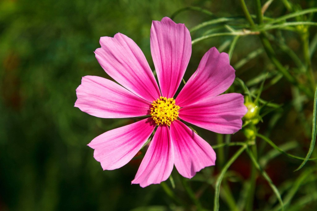 Took a photo of a pretty pink flower in Kanazawa, Japan. Photo: Devin Takahashi/Kapi'o.