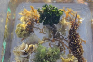 Several types of algae found along the intertidal zone were gathered during the intertidal field trip. 