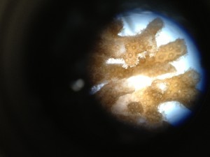 Live coral polyps as seen under a microscope. The brown pigmentation comes from photosynthetic algae called zooxanthellae, that lives inside the cells of the polyps.  