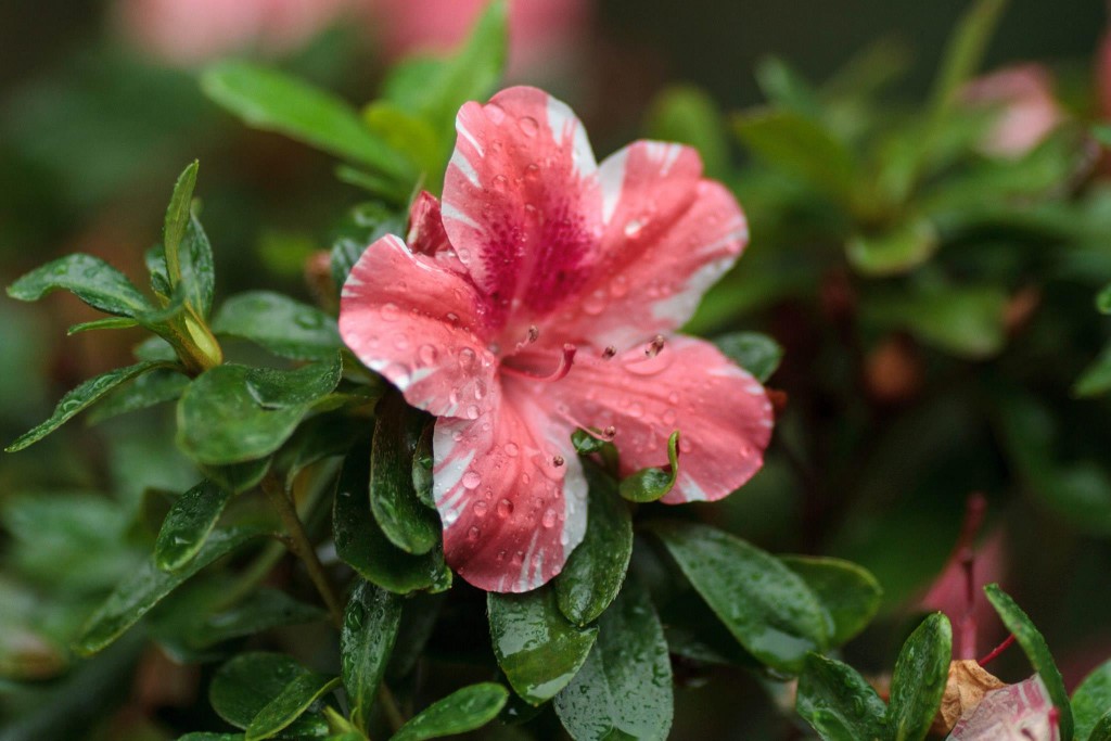 Took this up close shot of a flower that sits near my pond. Photo: Devin Takahashi/Kapiʻo.