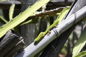 The gold-dust day geckos abound among the cacti. Photo: Hanul Seo/Kapiʻo.