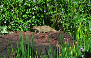 KapCC plays host to a large, prosperous population of mongooses.  Photo: Devin Takahashi/Kapiʻo.