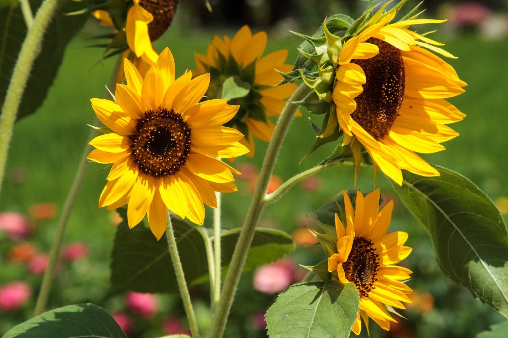 A photo of bright and pretty sunflowers at Shirakawago in Kanazawa, Japan. Photo: Devin Takahashi/Kapi'o.