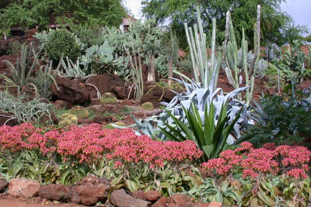 Moriso Teraoka created the College's world renowned cactus garden.