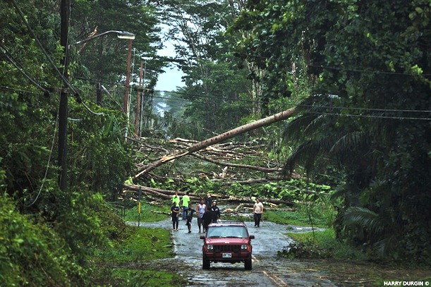 Hurricane Iselle brought down trees in Puna (Photo: Courtesy of Harry Durgin Photography